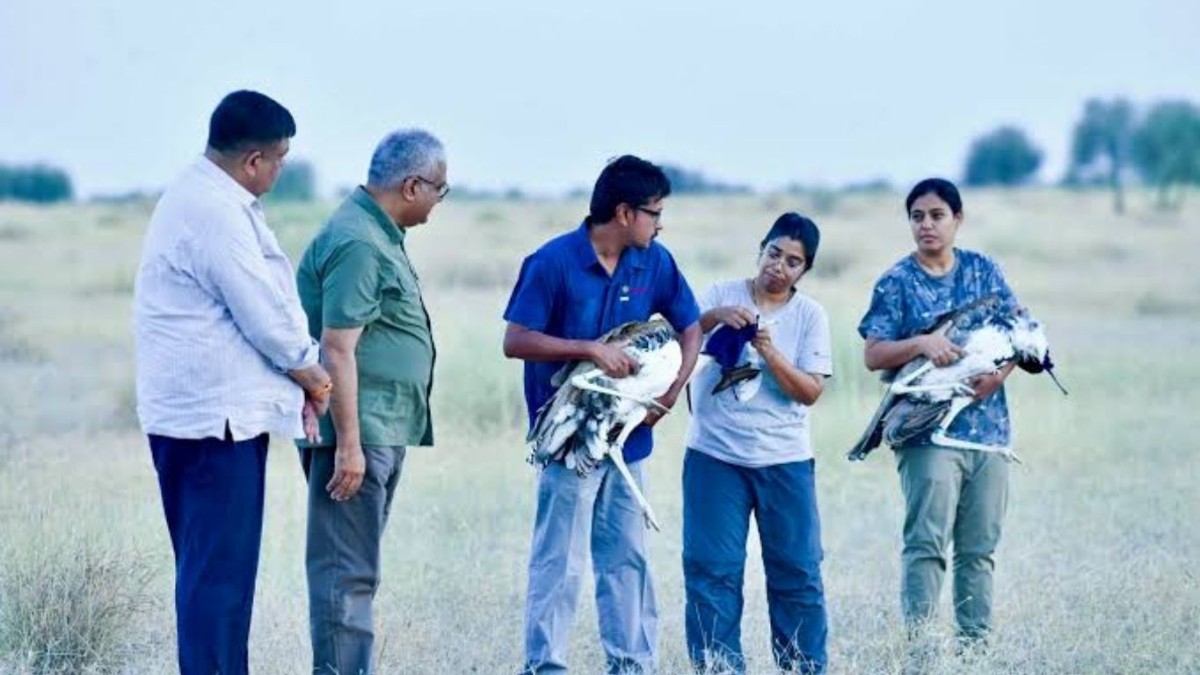 Rajasthan forest dept launches re-wilding Great Indian Bustard initiative